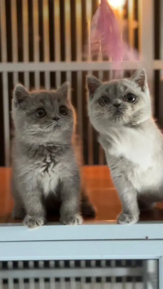 BSH KITTEN LILAC (British Shorthair)