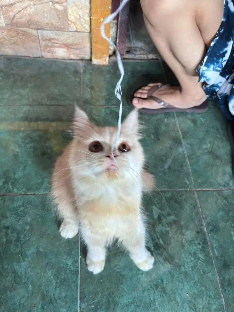 Maincoone mix persia