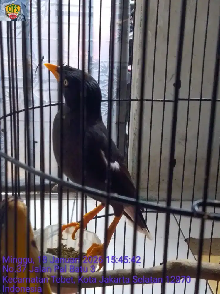 Jalak kebo mata putih burja