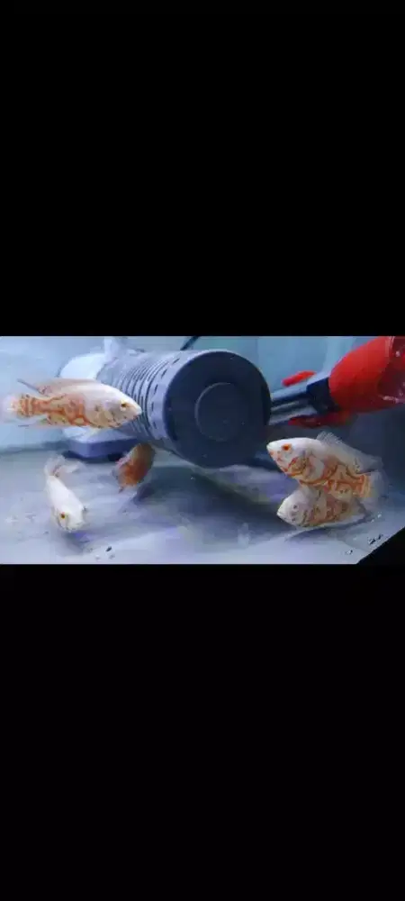 Ikan hias predator oscar albino slayer