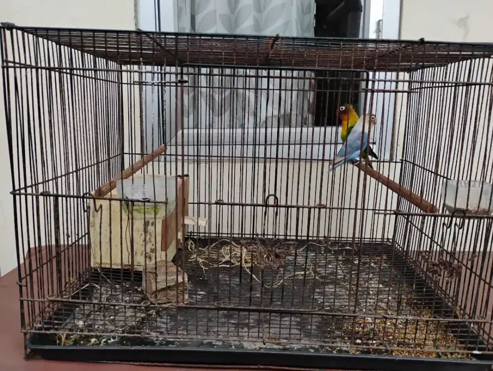 Lovebird sepasang fullset