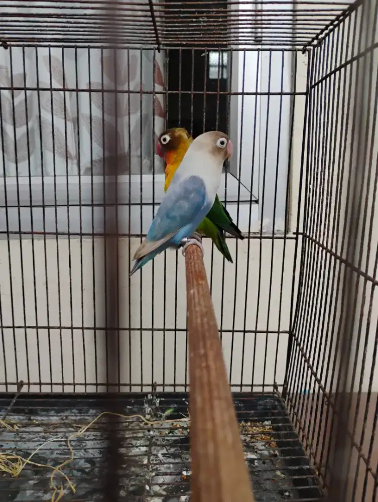 Lovebird sepasang jual/barter dan kenari lokal bon