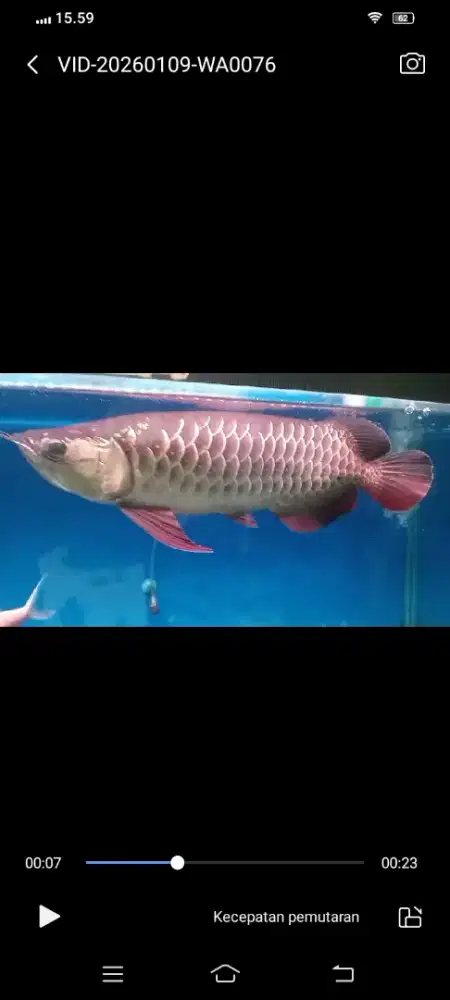 Ikan arwana golden red