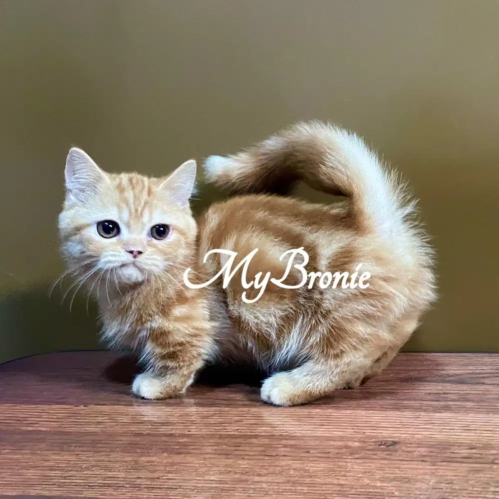 Kucing munchkin british oyen