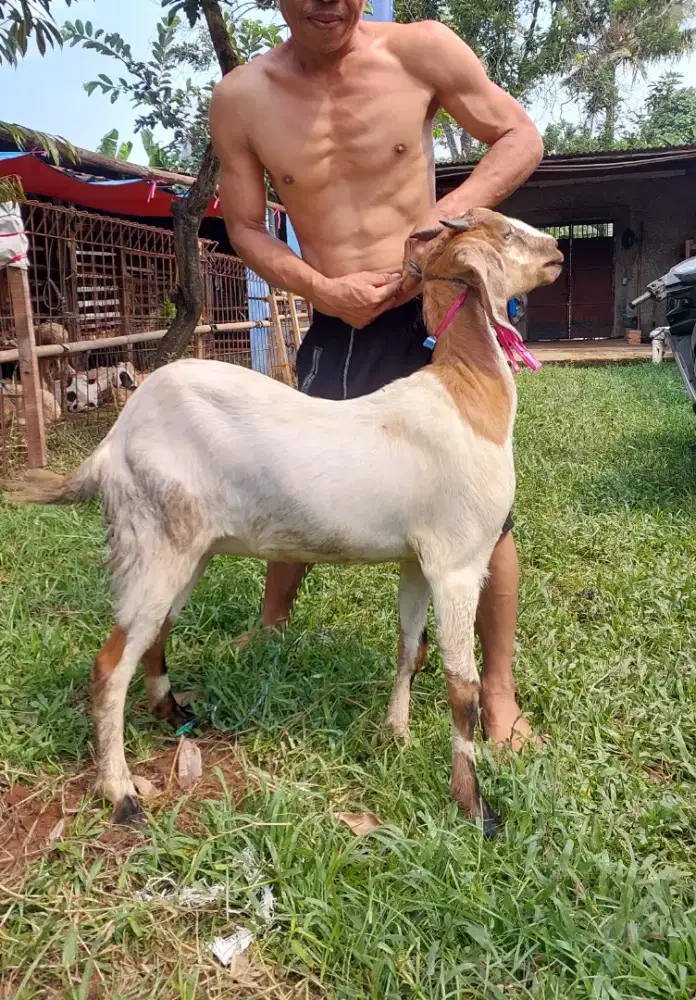 Kambing Untuk Aqiqah, Kurban, dan Pelihara. Kirim Hidup & Potong Cacah