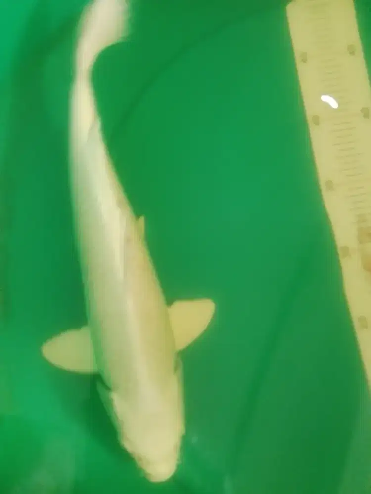 Ikan koi jenis Platinum 32cm bagus