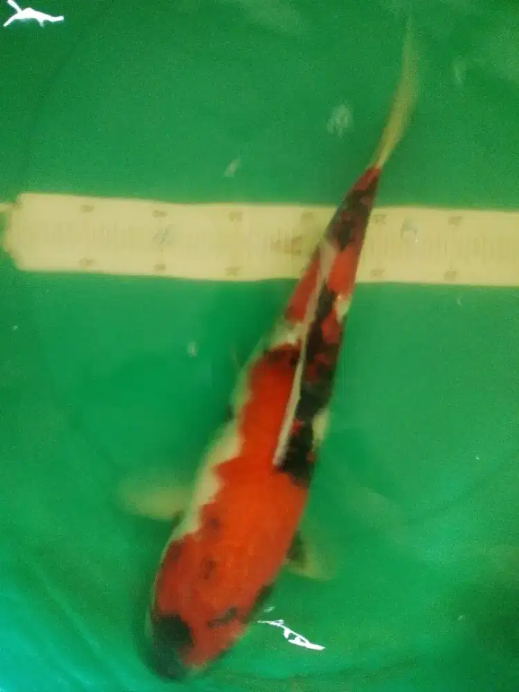 Ikan koi jenis Showa 43cm bagus