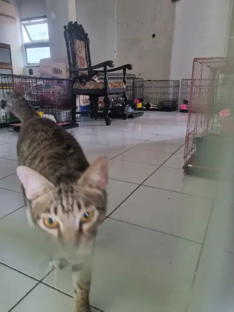 Dicari pria bisa urus anjing kucing
