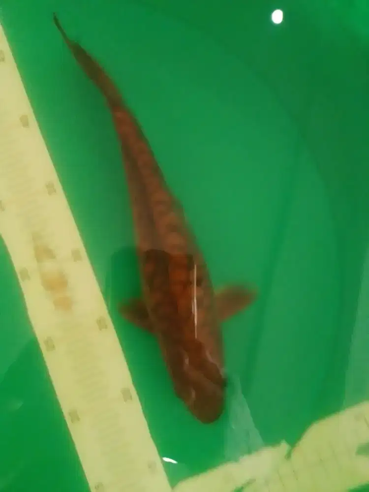 Ikan koi jenis Cagoi Doitsu Aragoke 32cm