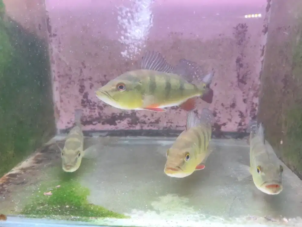 Ikan hias pikok bas mono