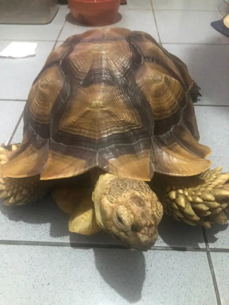 Kura kura darat jenis sulcata