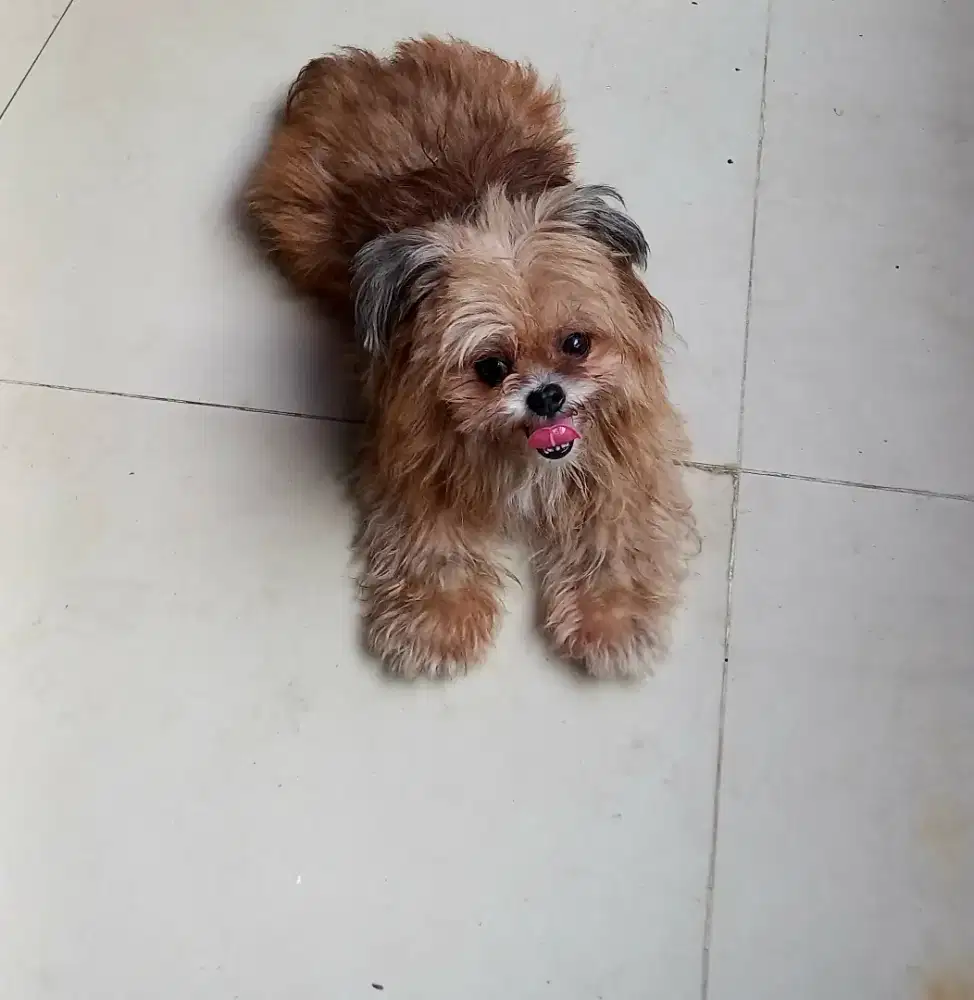 Anjing shih tzu mini
