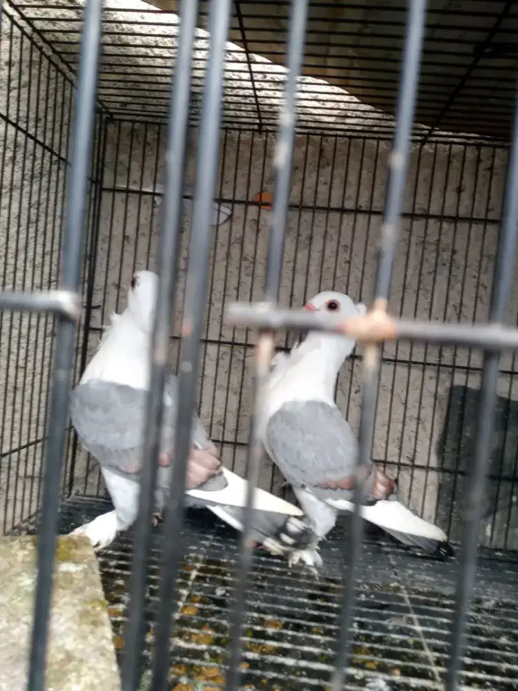 Burung dara Merpati hias setetesan usia remaja