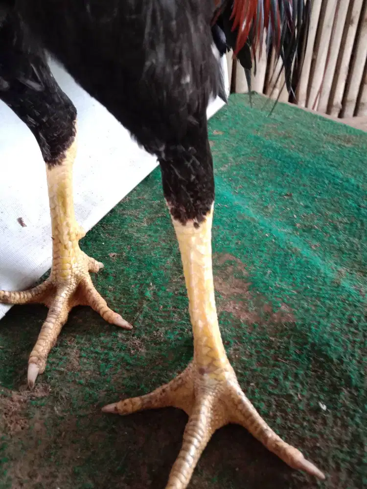 Jual Ayam Bangkok mudo