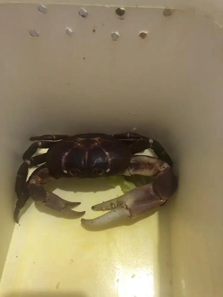 Kepiting hias jenis  humei