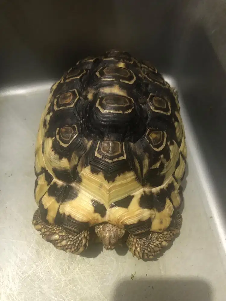 Kura kura  darat jenis pardalis