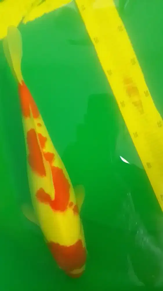 Ikan koi jenis KOHAKU 40cm Pola Bagus