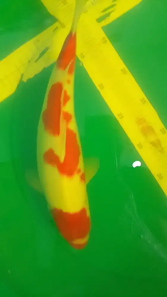 Ikan koi jenis Kohaku 40cm pola lucu