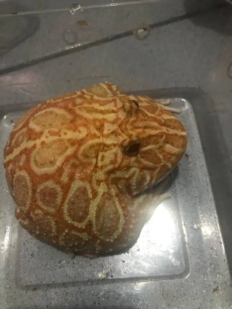 Kodok hias jenis pacman strowbert betina