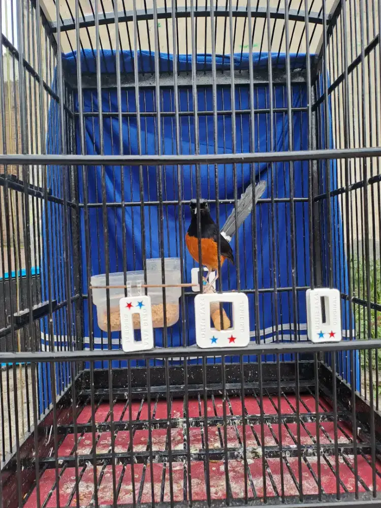 Murai batu prospek siap di lanjutkan