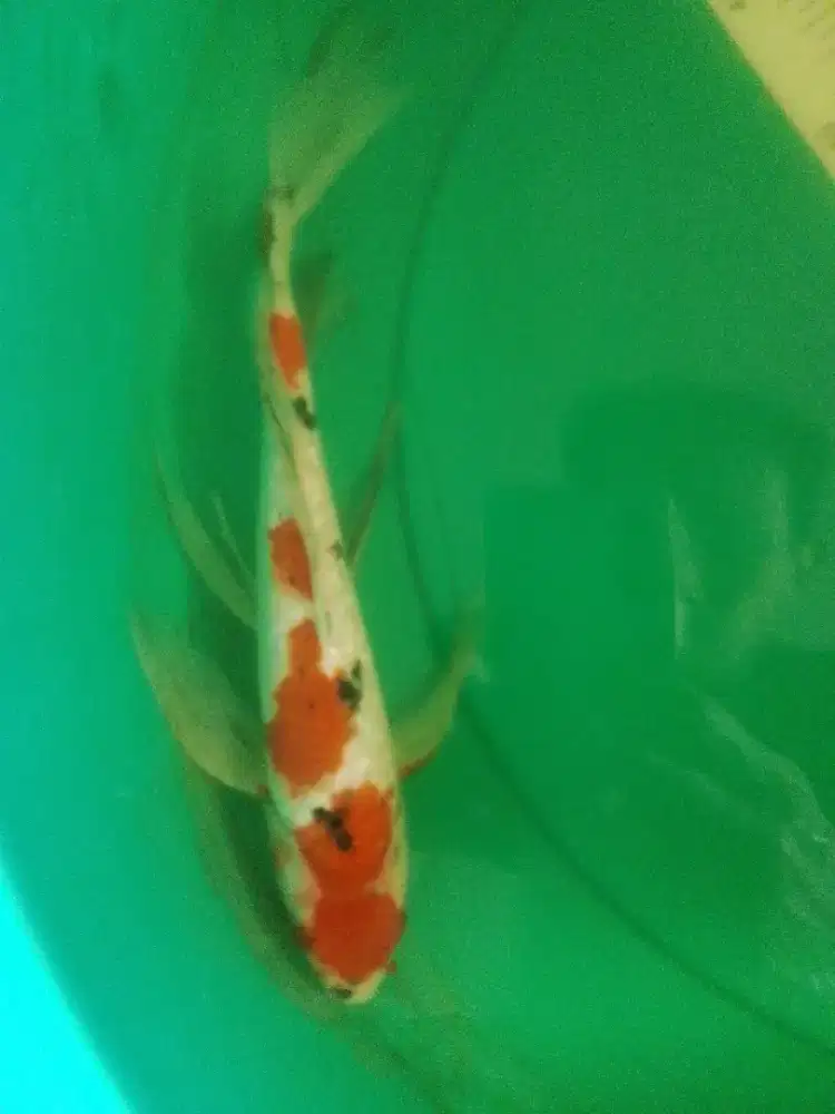 Ikan koi jenis Slayer Sanke Ginrin 27cm
