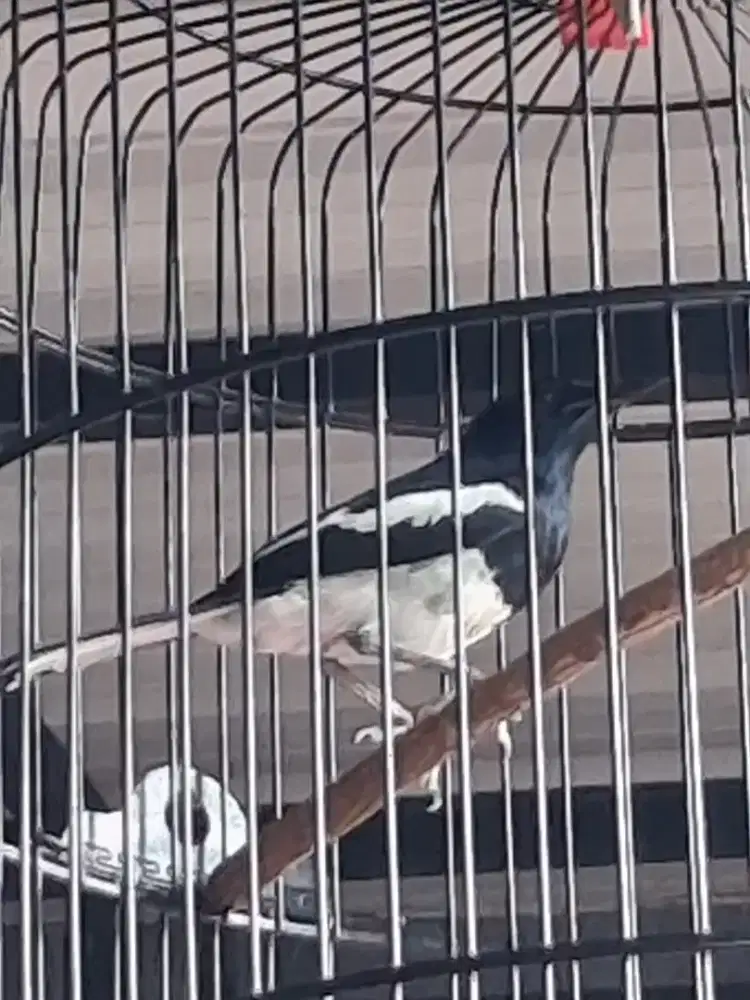 Kacer putih gacor full set