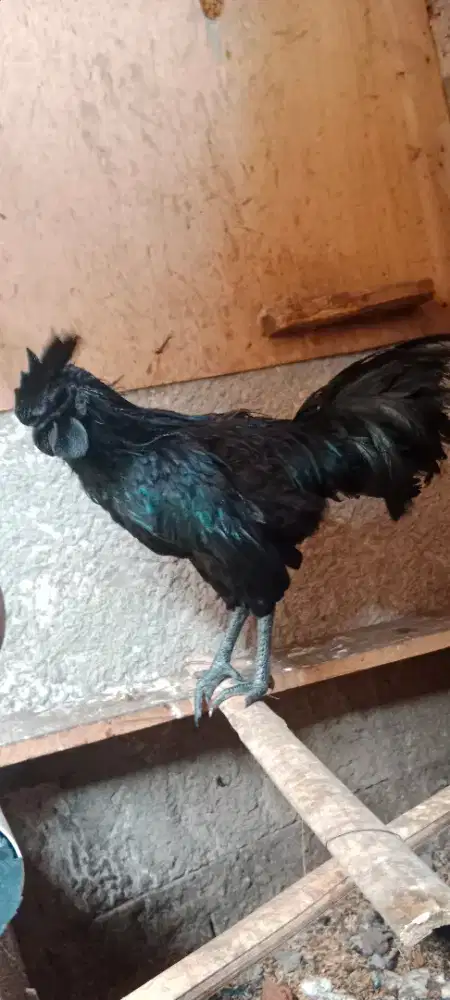 Ayam Jantan Cemani LH