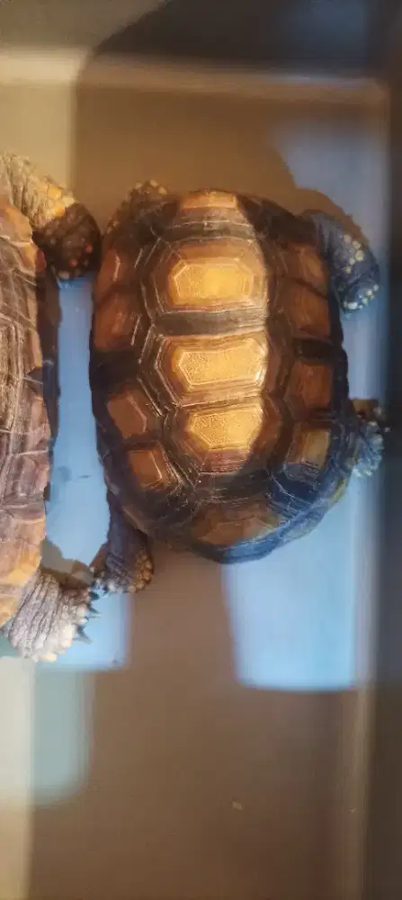 Kura kura yellow foot