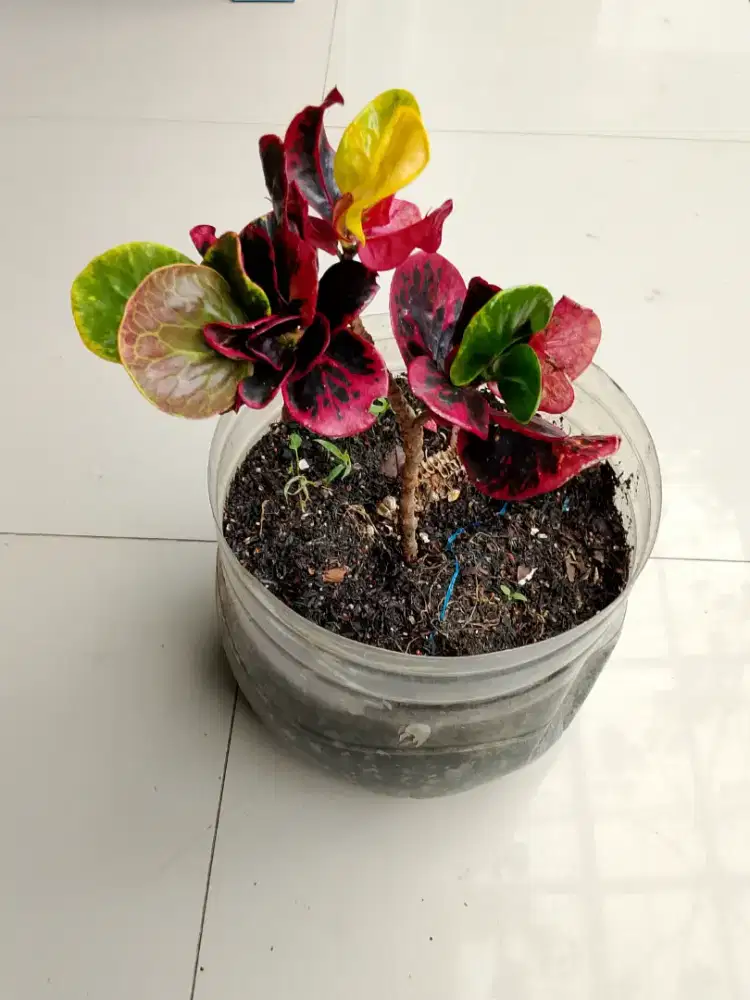 6 tanaman termurah SE - indonesia