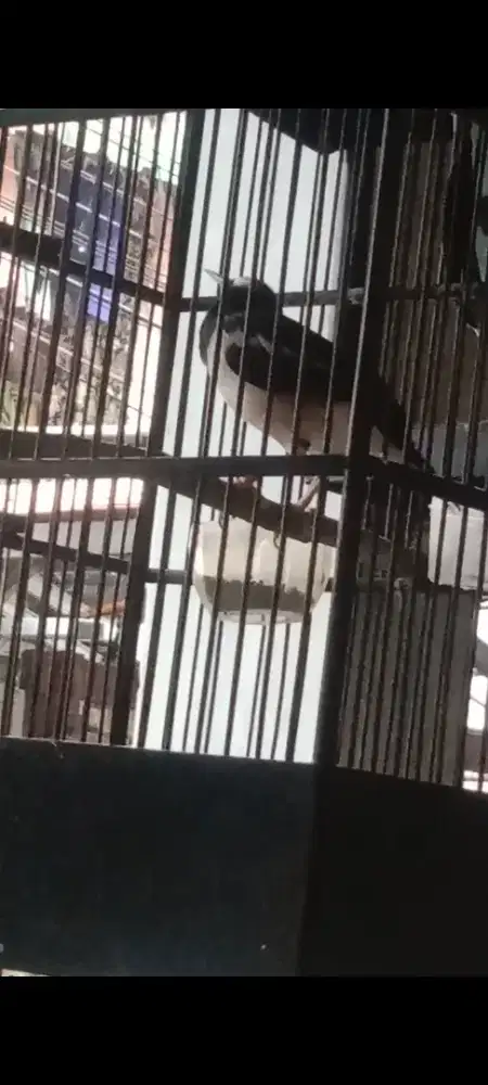 Js lepas trotol isian