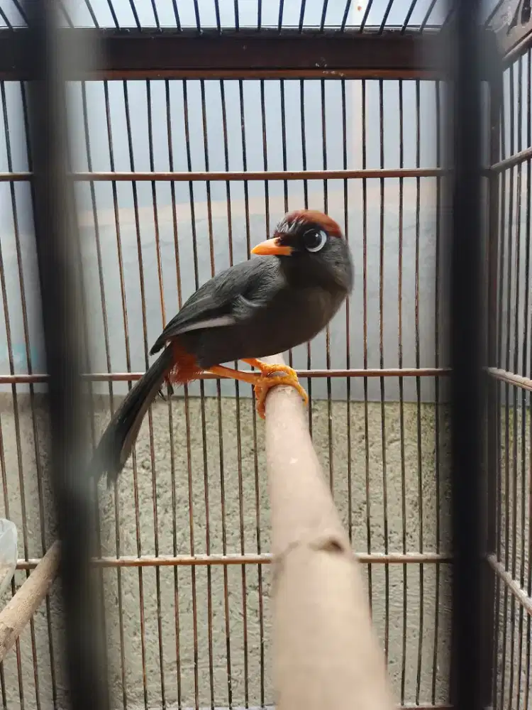 poksay mandarin Fullset lokasi Lembang