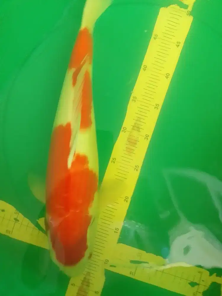 Ikan koi jenis Kohaku 44cm pola original