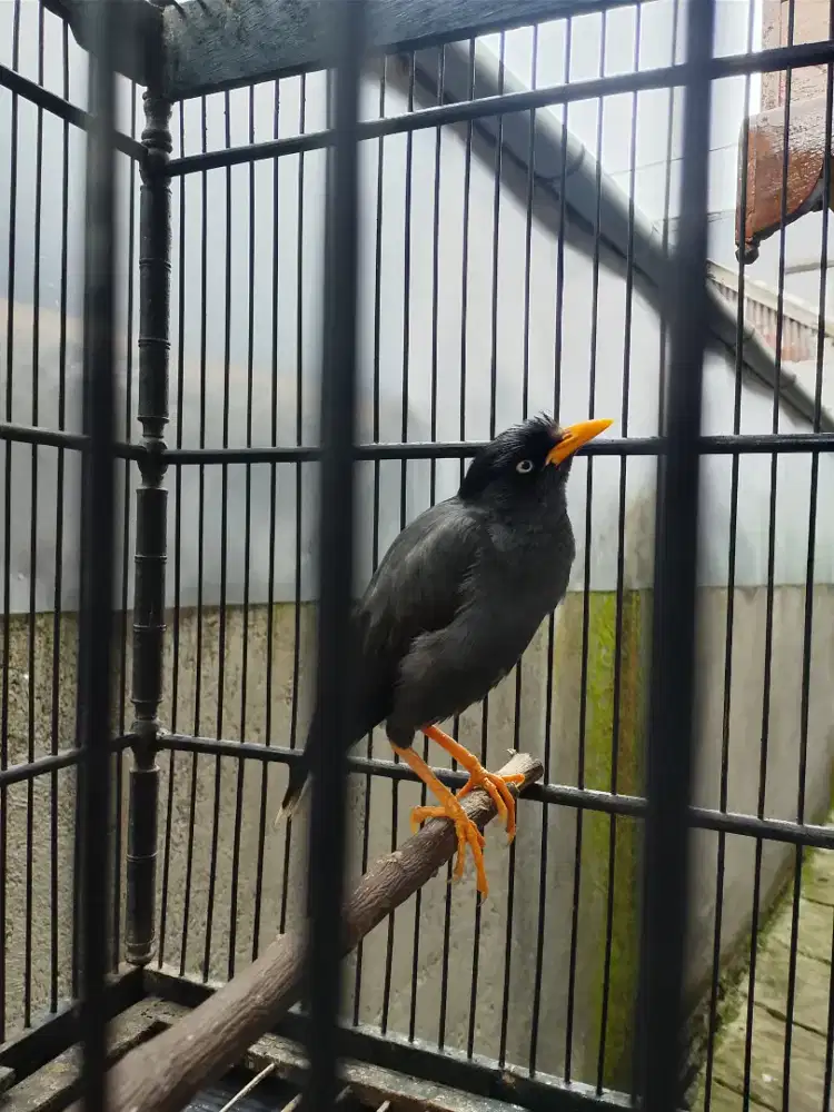 Jalak omas ceremet isian fullset