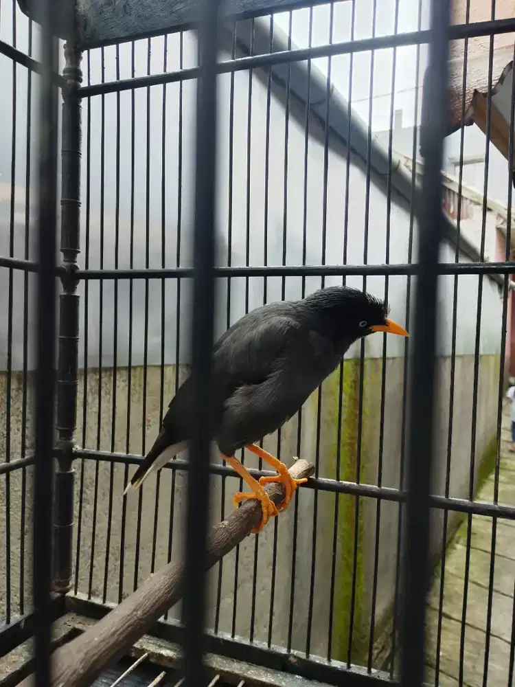 Jalak Kebo Full isian cerewet