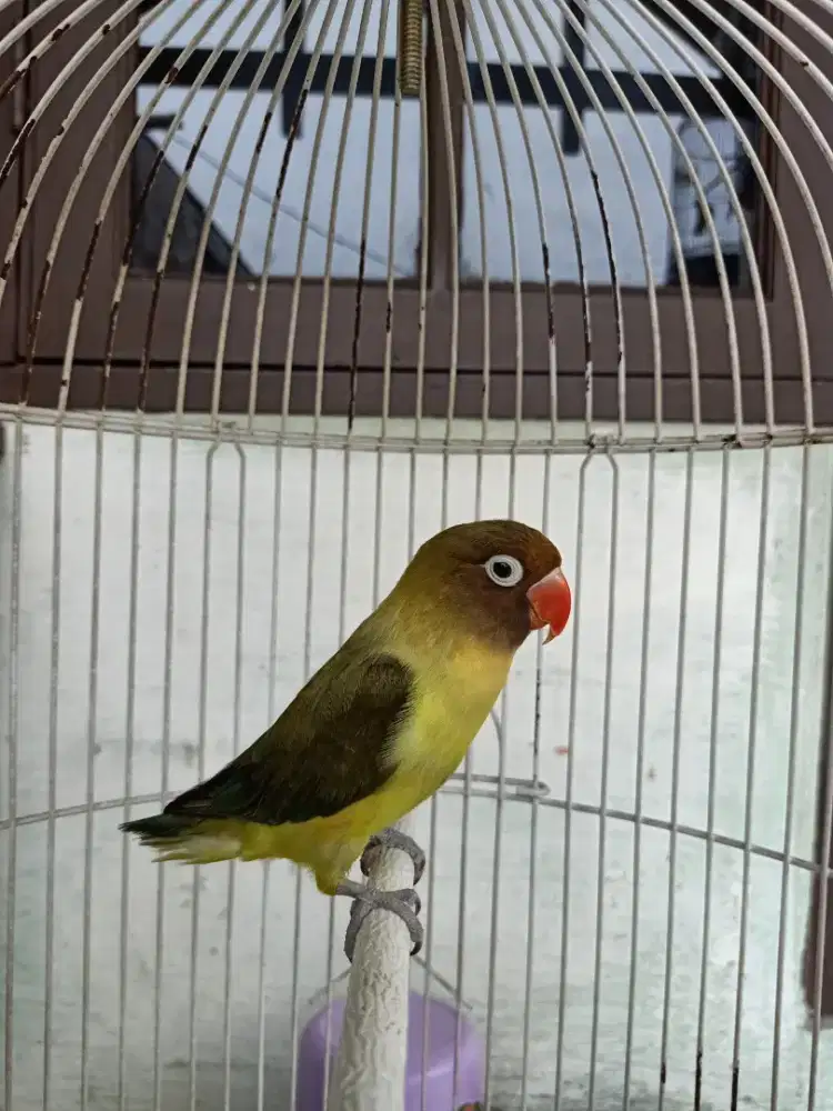 Lovebird betina