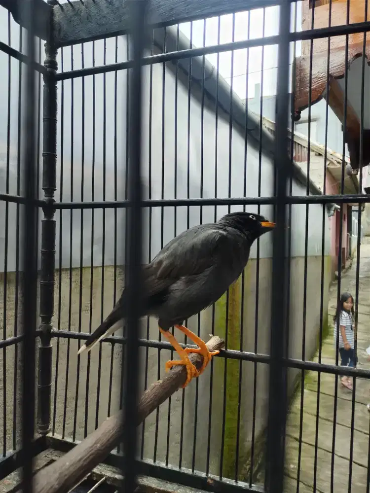 Jalak omas gacor Full isian