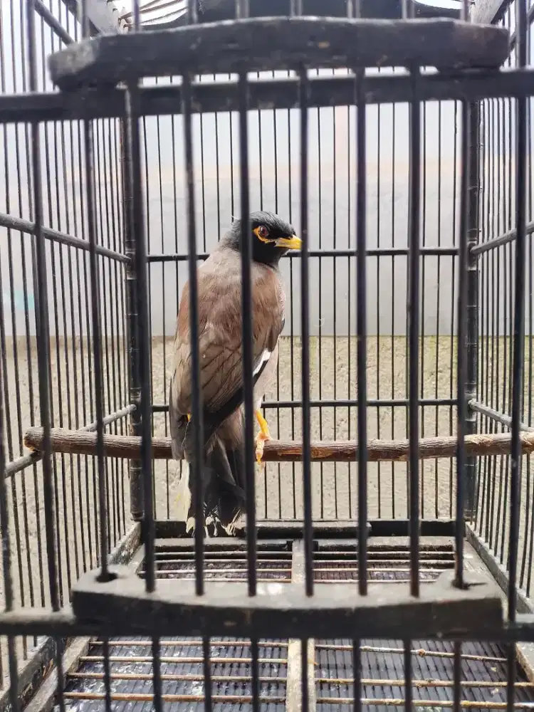 Jalak Nias full isian