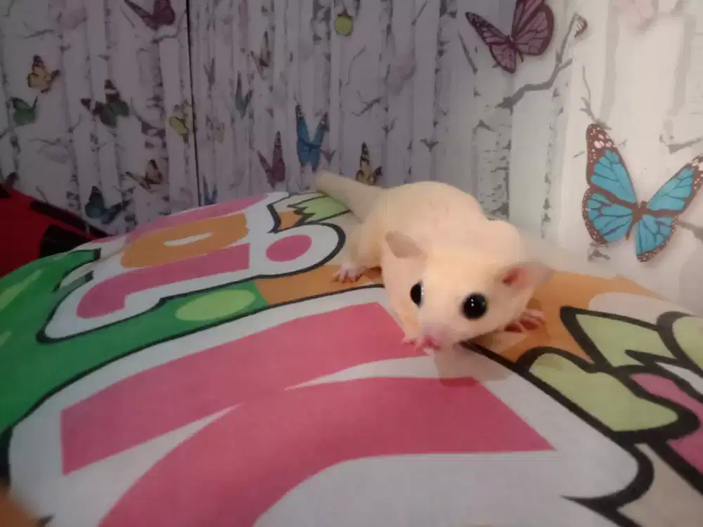 Sugar Glider Leucistic