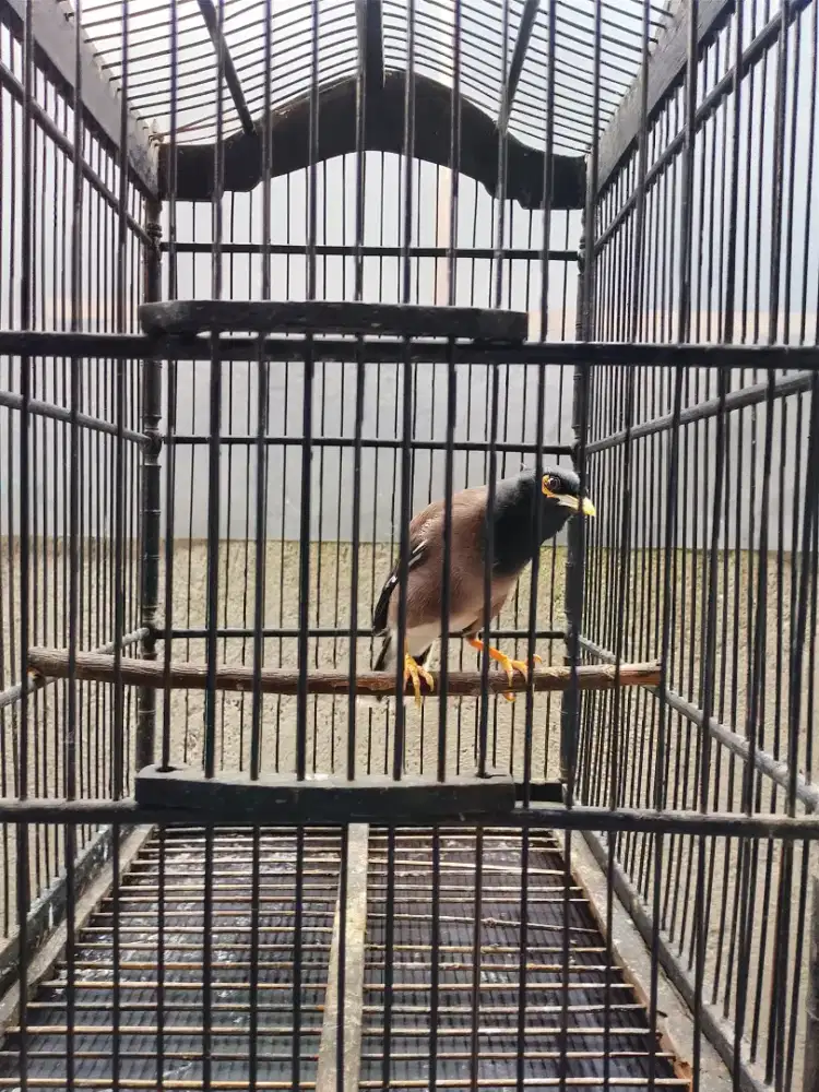 Jalak Nias Full isian