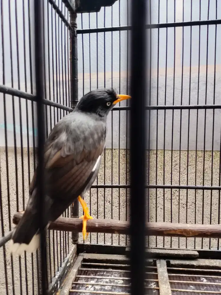 Jalak Nias Full isian