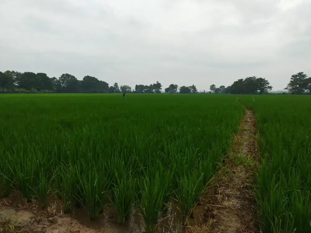 Di jual tanah sawah seluas 8112 m dan 8113 m
