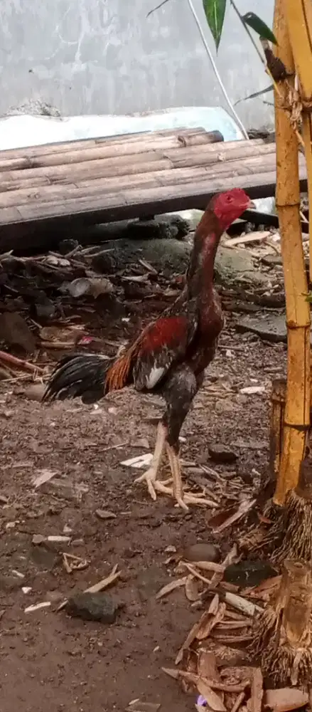 Ayam Jago Birma Ekor Lidi