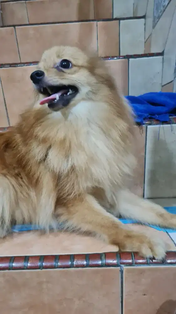 850rb dapat 2..Jual cepat Pomeranian puppy Pom