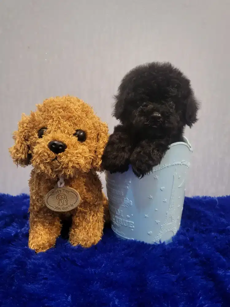 Super tiny poodle High Quality