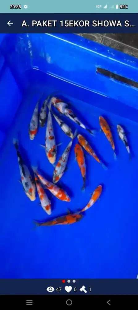 Ikan koi jenis Showa, Showa Ginrin size 10-12cm
