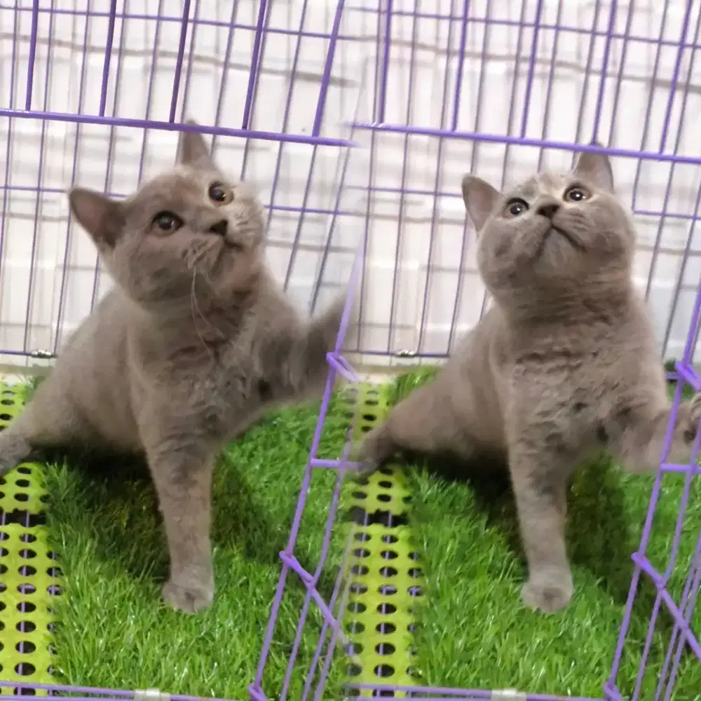 Kucing kitten british shorthair betina