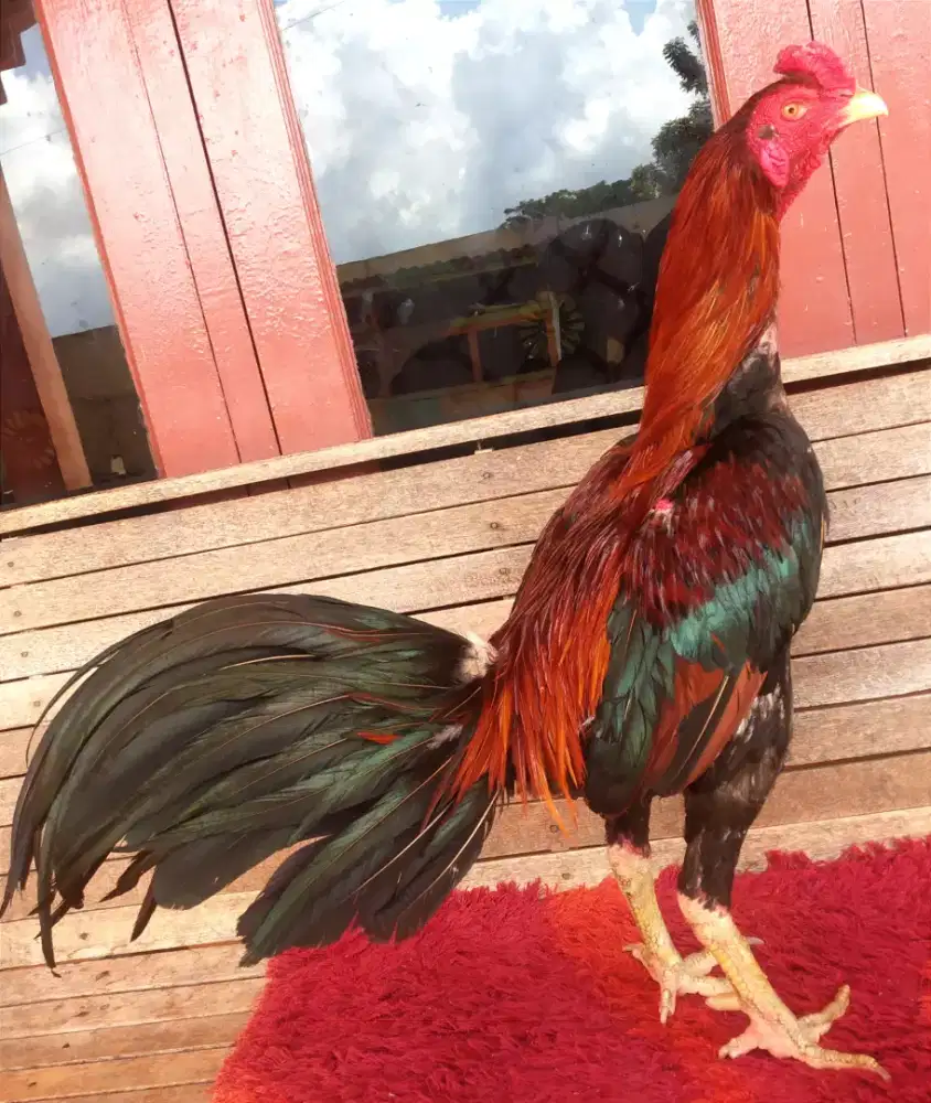 Ayam Line PamaKhoy, Umur 11 Bulan, Ukuran 3,5 Tulang Kasar + Mewah