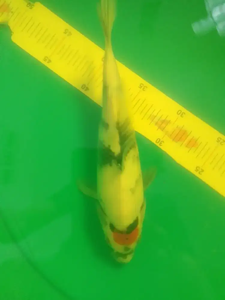 Ikan koi jenis Tancho Showa 32cm bagus