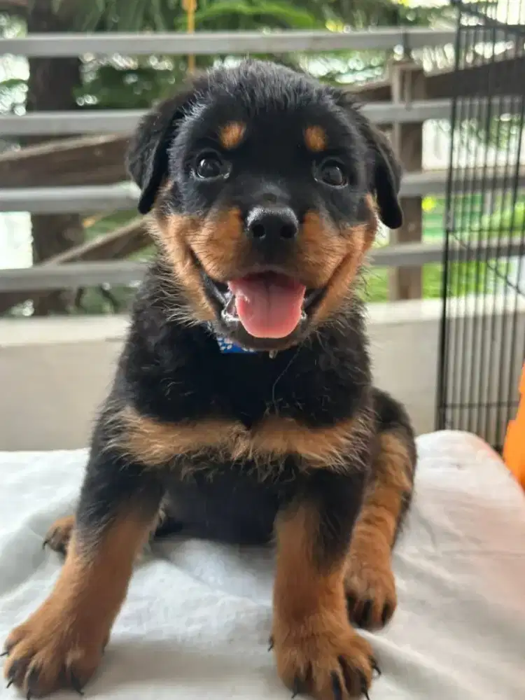 JUAL ANJING ROTTWEILER PUPPY
