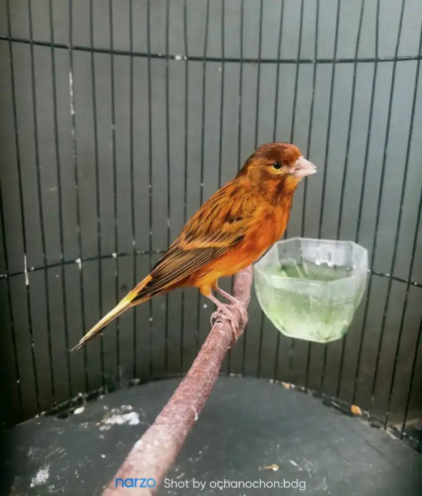 Kenari gacor nyerang